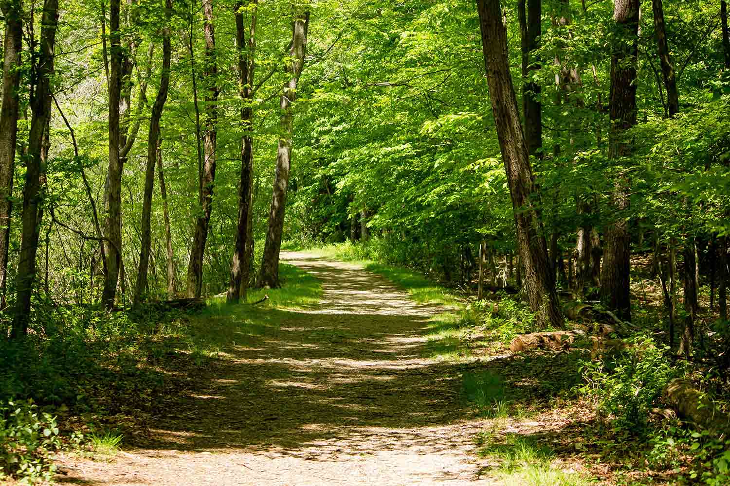 Viabilità Forestale: molto più di una strada nel bosco - Landes Group